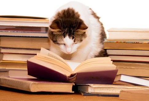 catreading