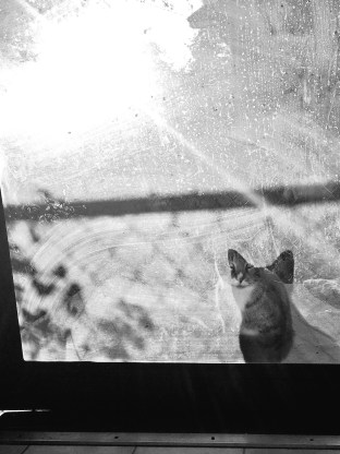 Window