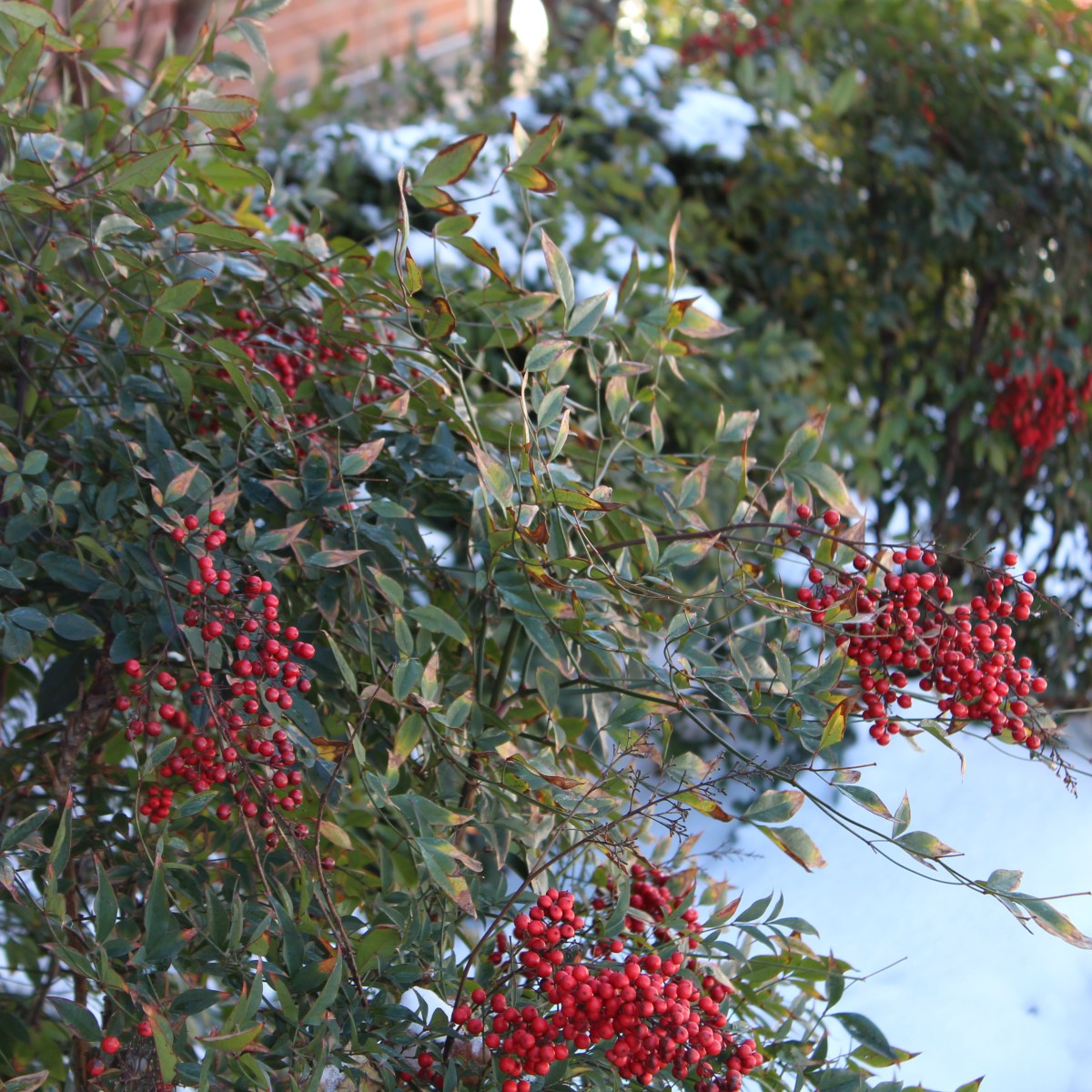 Photography Friday: Snow&nbsp;Days