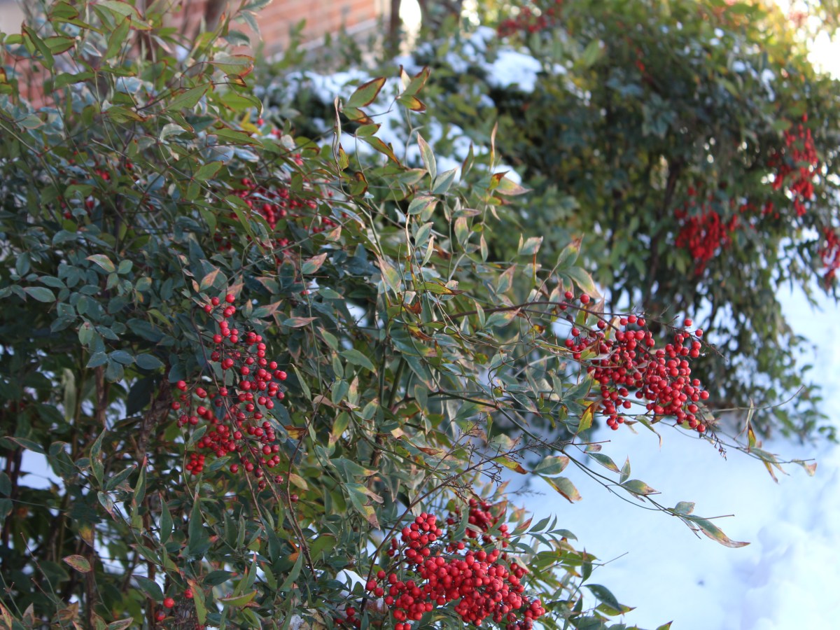 Photography Friday: Snow&nbsp;Days